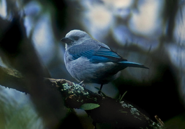 Thraupis episcopus Thraupidae