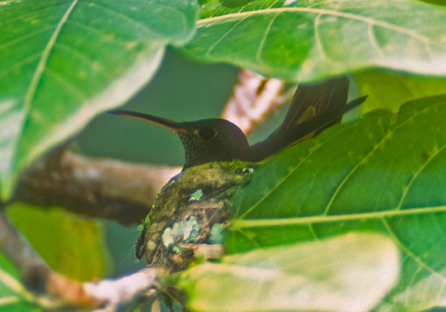 Amazilia tzacatl Trochilidae