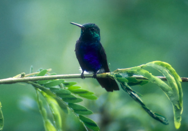 Damophila julie Trochilidae