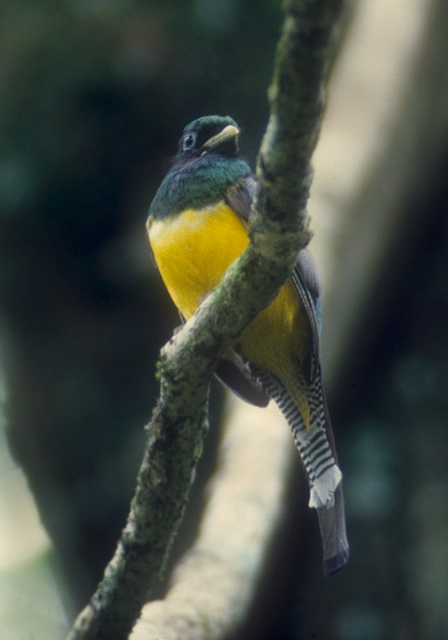 Trogon rufus Trogonidae