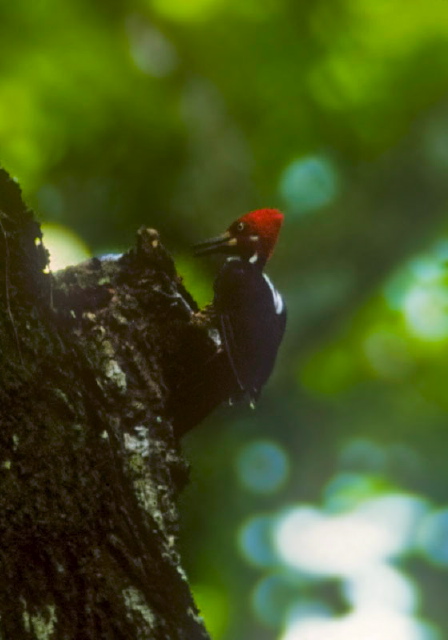 Campephilus melanoleucos Bucconidae