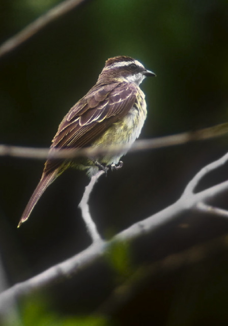 Legatus leucophaius Tyrannidae