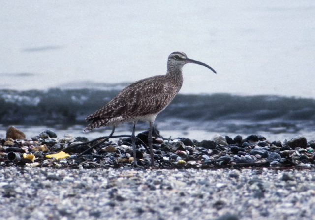 Numenius phaeopus Scolopacidae