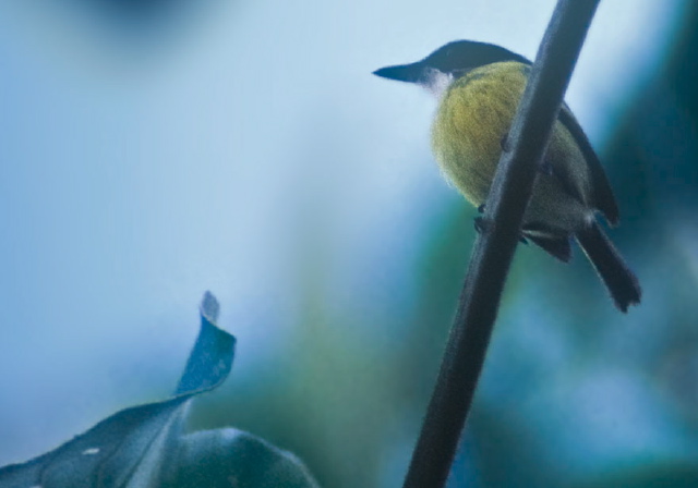 Todirostrum nigriceps Tyrannidae