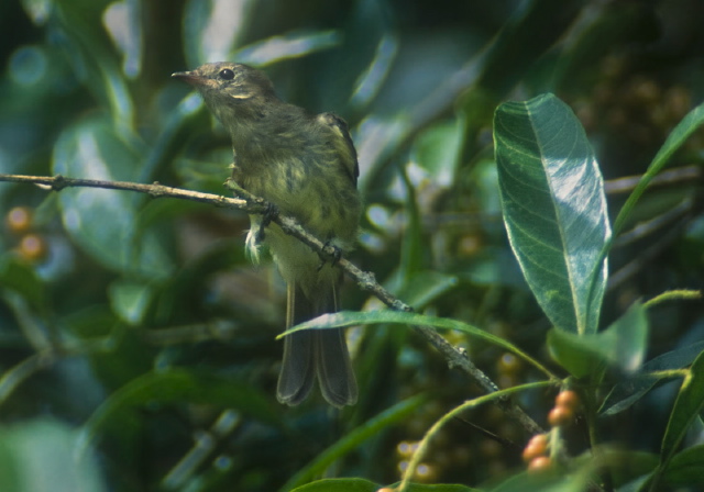 Elaenia chiriquensis Tyrannidae