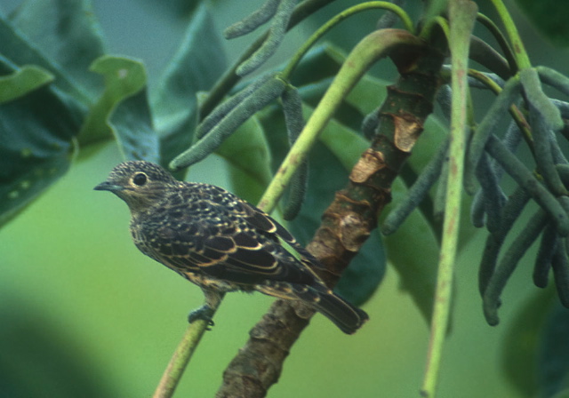 Cotinga nattererii Cotingidae