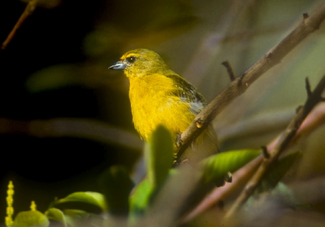 Euphonia laniirostris Thraupidae