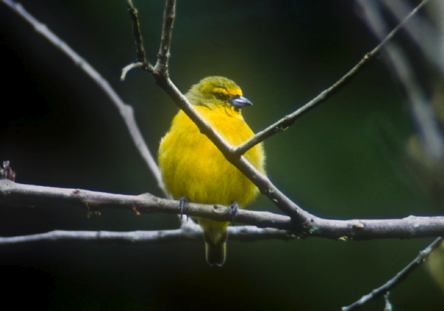 Euphonia laniirostris Thraupidae