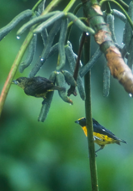 Euphonia laniirostris Thraupidae