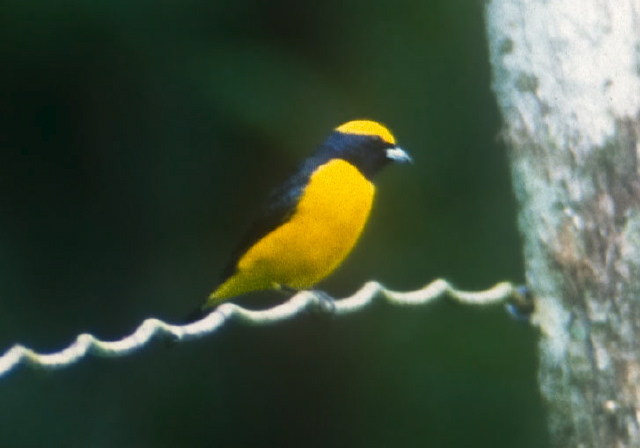 Euphonia luteicapilla Thraupidae