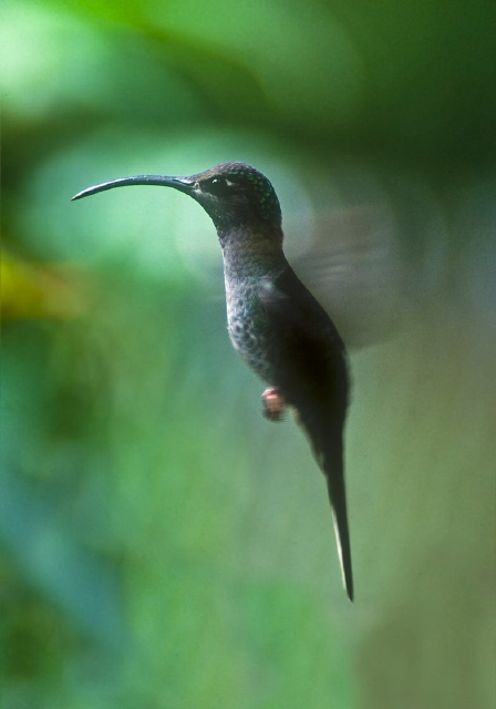 Campylopterus hemileucurus Trochilidae