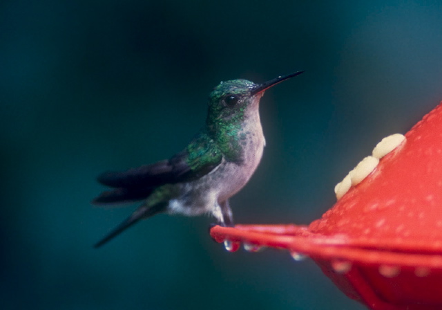 Damophila julie Trochilidae