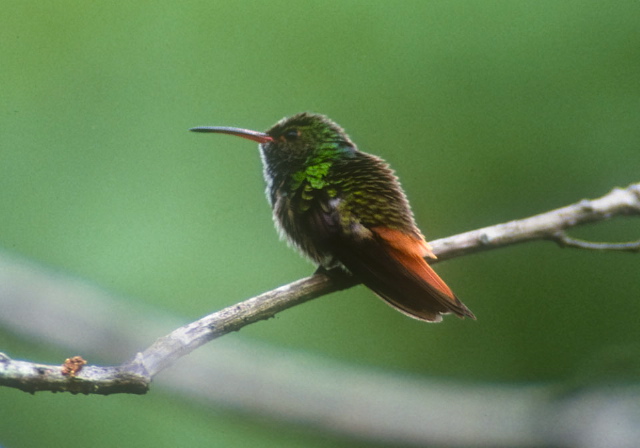 Amazilia tzacatl Trochilidae