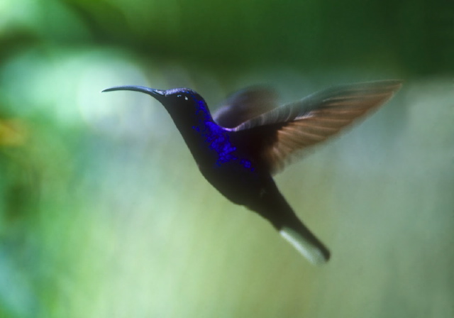 Campylopterus hemileucurus Trochilidae