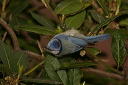 blue_tit_img_7641