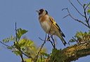 goldfinch_img_7917