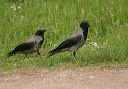 hooded_crow_img_7599