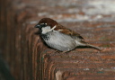 italian_house_sparrow_3ba7a