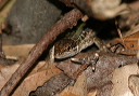 lizard_img_8064