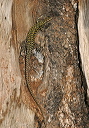 lizard_img_8117