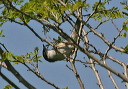 sardinian_warbler_img_8003