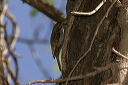 tree_creeper067