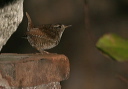 wren_img_7644