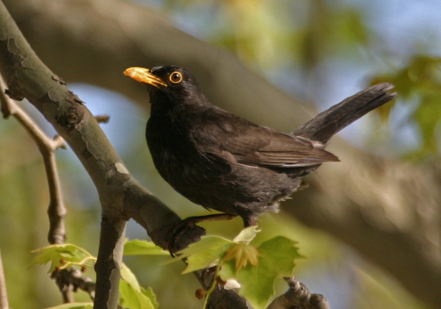 Turdus merula  