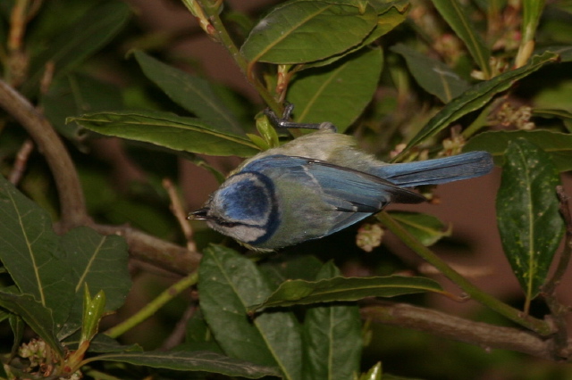 Cyanistes caeruleus  