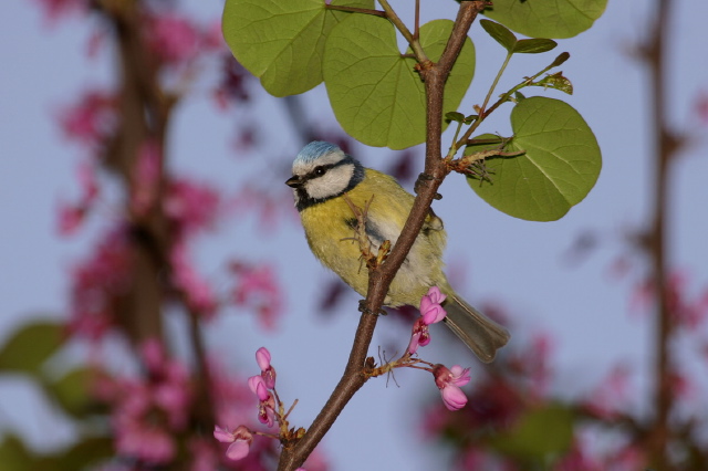 Cyanistes caeruleus  