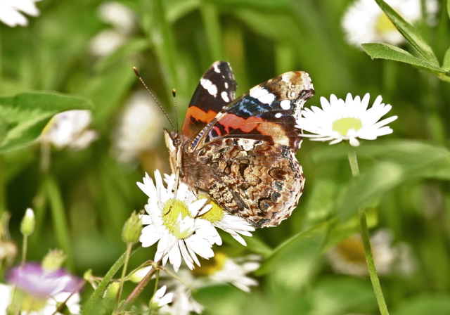 Vanessa atalanta  