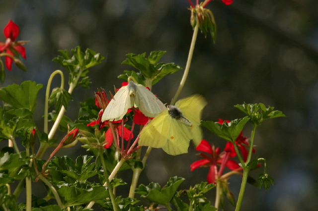 Gonepteryx rhamni?  