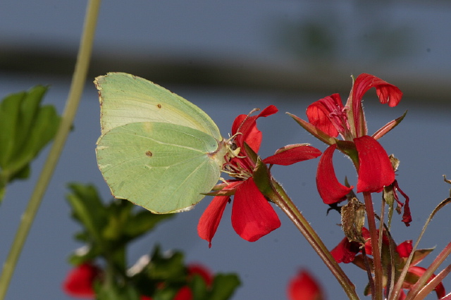 Gonepteryx rhamni?  