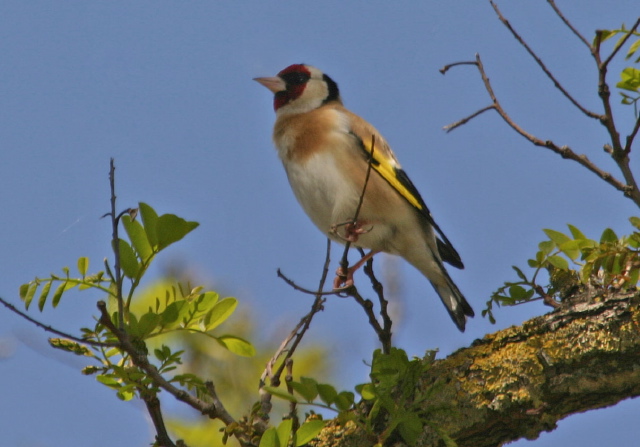 Carduelis carduelis  