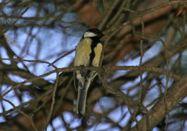 Parus major  