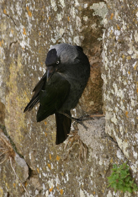 Corvus monedula  