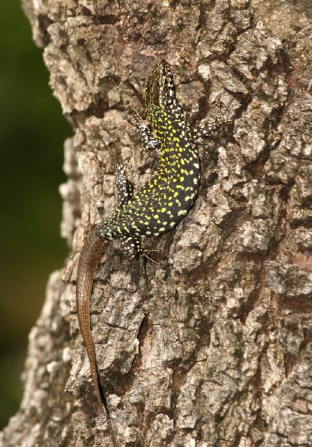 Podarcis muralis  