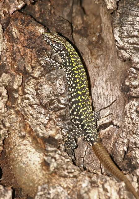 Podarcis muralis  