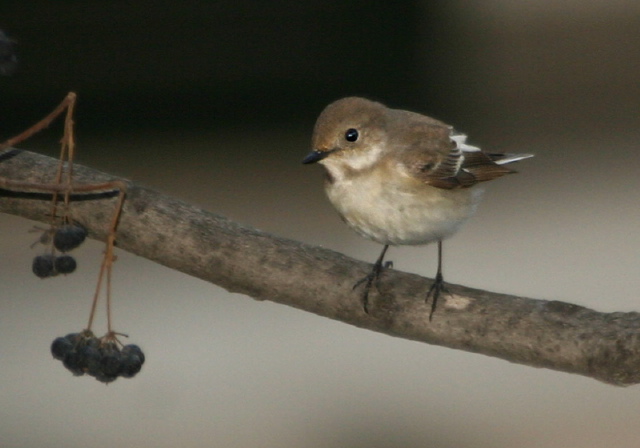 Ficedula hypoleuca  