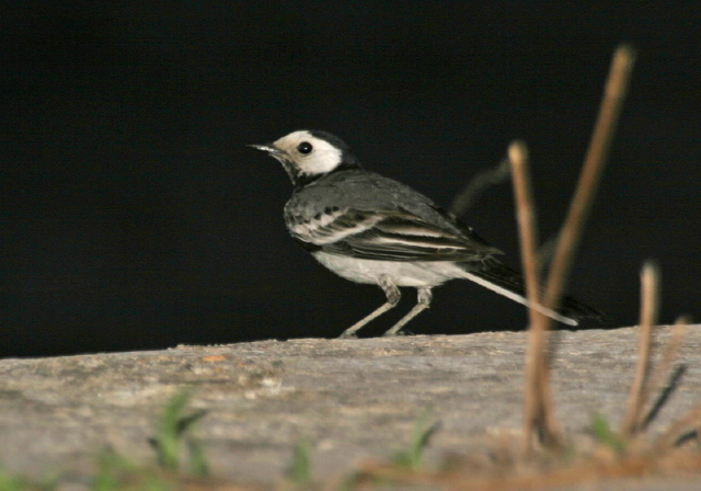 Motacilla alba  