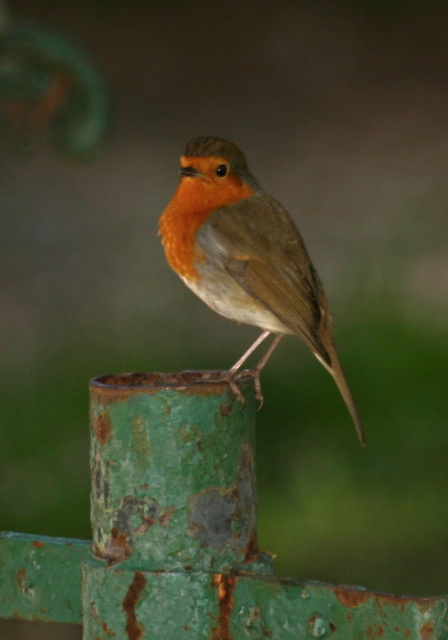 Erithacus rubecula  