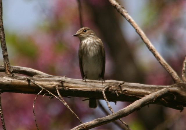 Muscicapa striata  