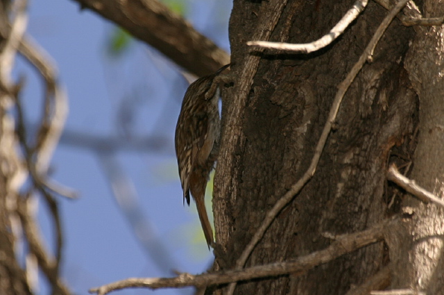 Certhia brachydactyla  