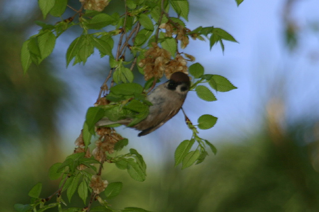 Passer montanus  