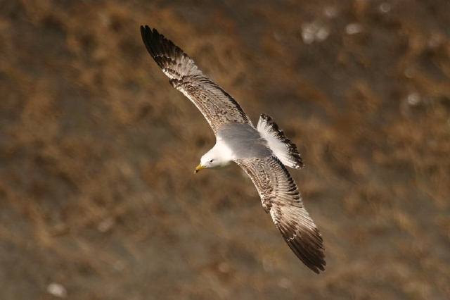 Larus michahellis  