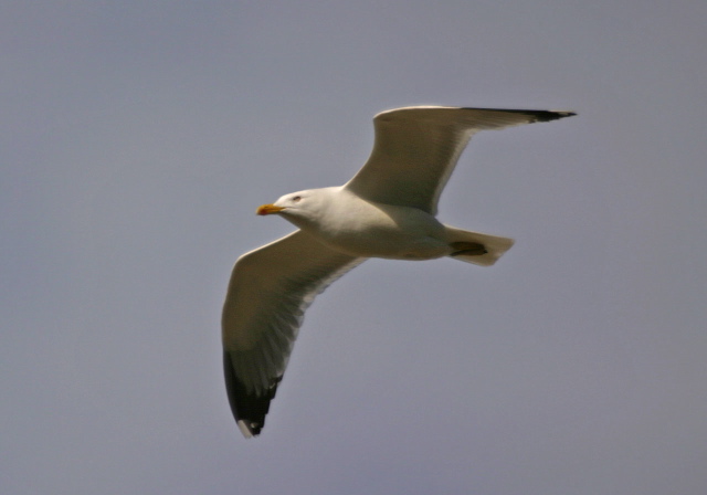 Larus michahellis  