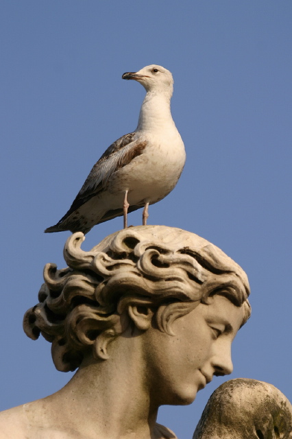 Larus michahellis  