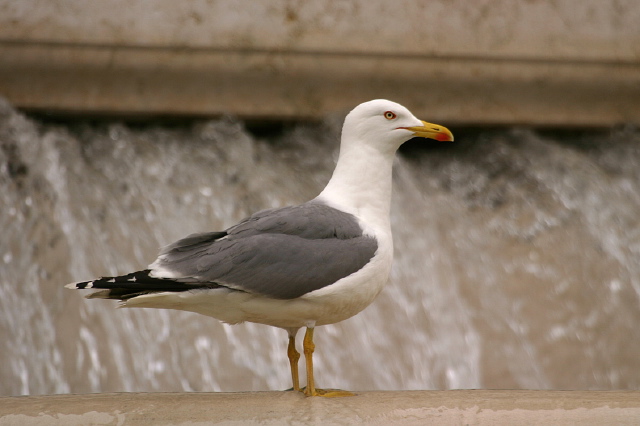 Larus michahellis  