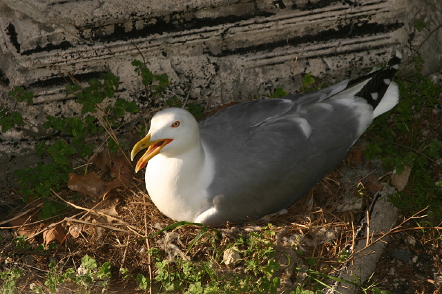 Larus michahellis  