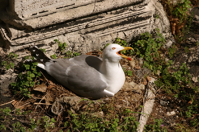 Larus michahellis  